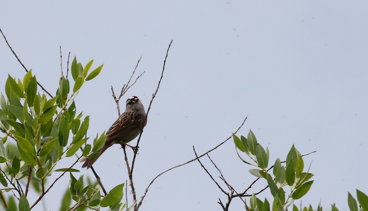 White-crowned Sparrow (oriantha) - ML66040341