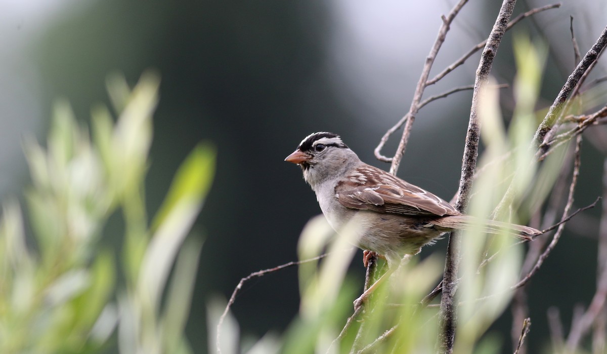 White-crowned Sparrow (oriantha) - ML66040511