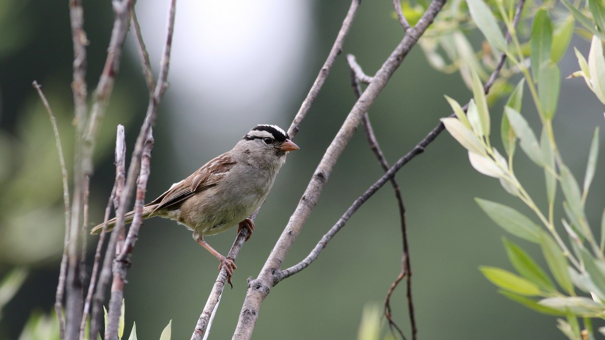 White-crowned Sparrow (oriantha) - ML66040571