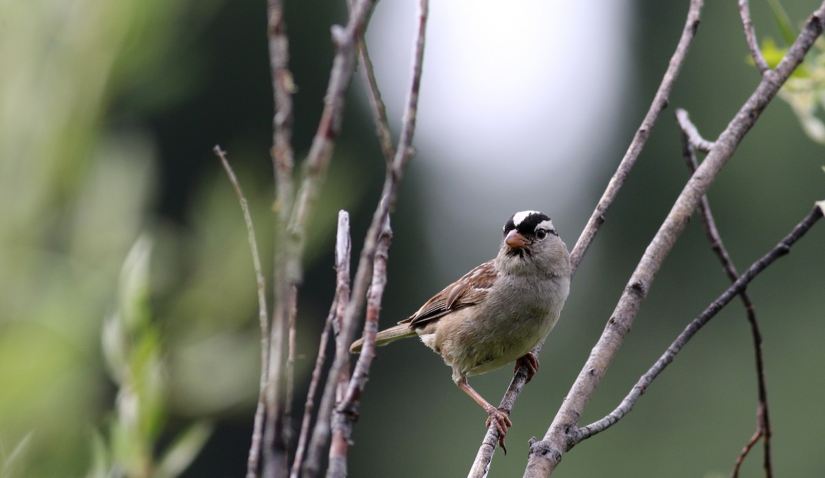 White-crowned Sparrow (oriantha) - ML66040591