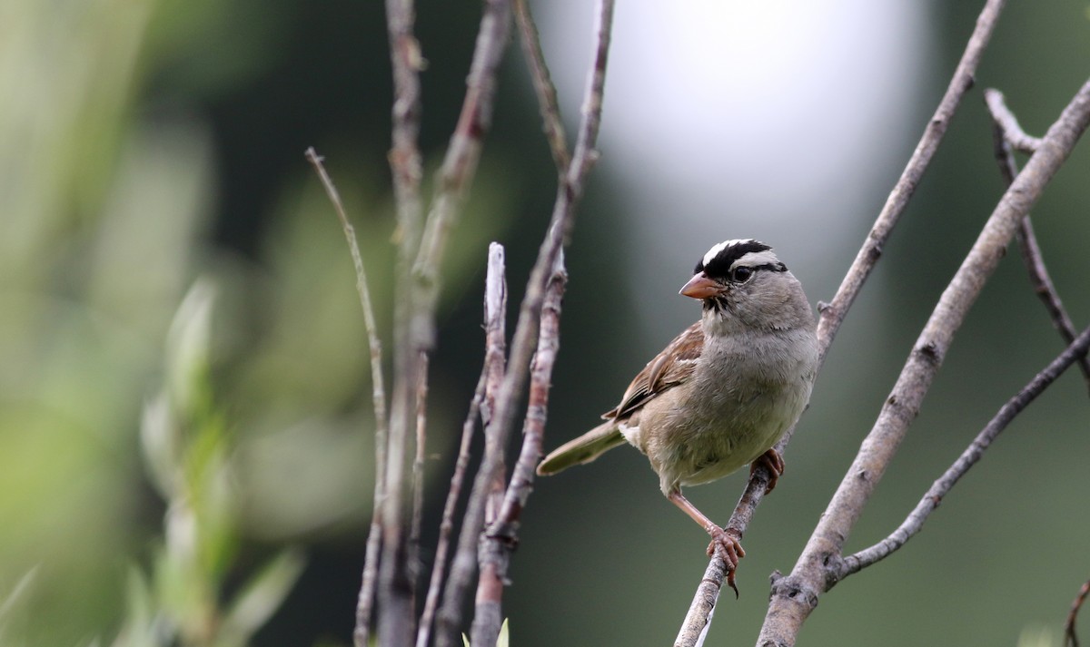 White-crowned Sparrow (oriantha) - ML66040601