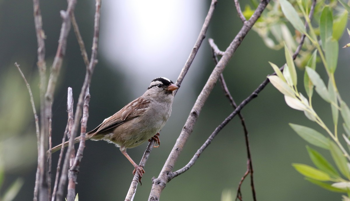 White-crowned Sparrow (oriantha) - ML66040611