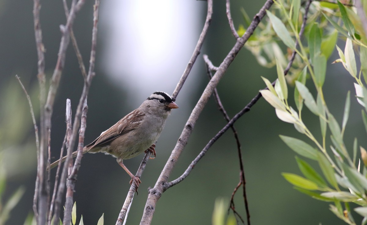 White-crowned Sparrow (oriantha) - ML66040631