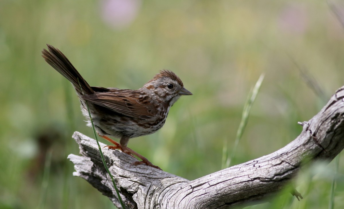 Song Sparrow (montana/merrilli) - ML66040961