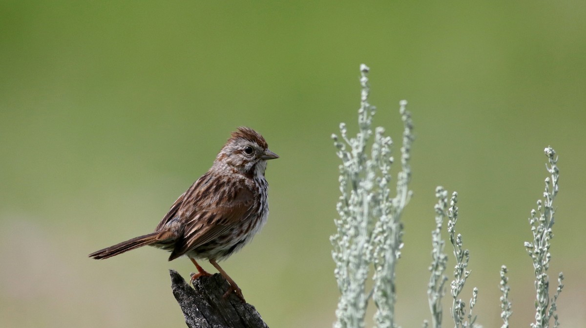 Song Sparrow (montana/merrilli) - ML66040991