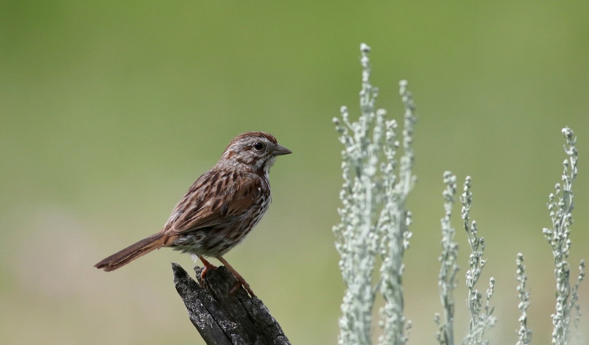 Song Sparrow (montana/merrilli) - ML66041001
