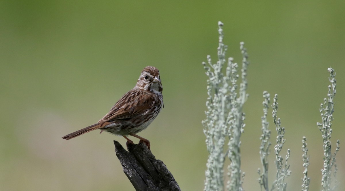 Song Sparrow (montana/merrilli) - ML66041011