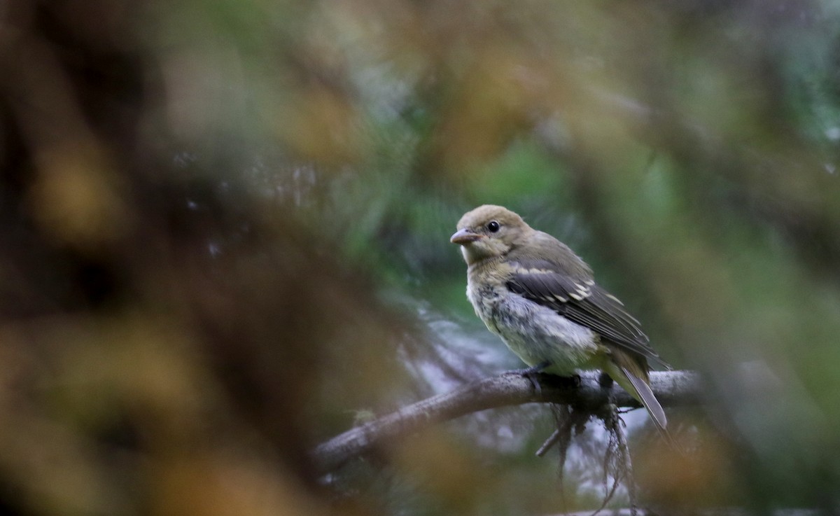 Western Tanager - ML66042181