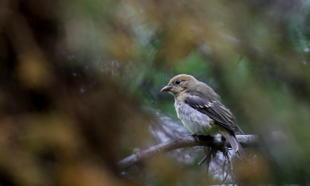 Western Tanager - ML66042201