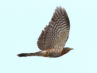 鷹鵑- eBird