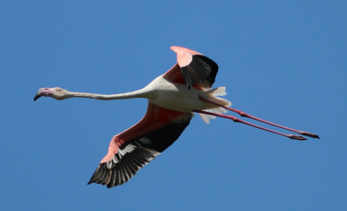 Greater Flamingo - Alexandre Hespanhol Leitão