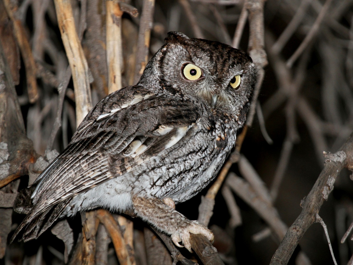 Western Screech-Owl - Matthew Grube