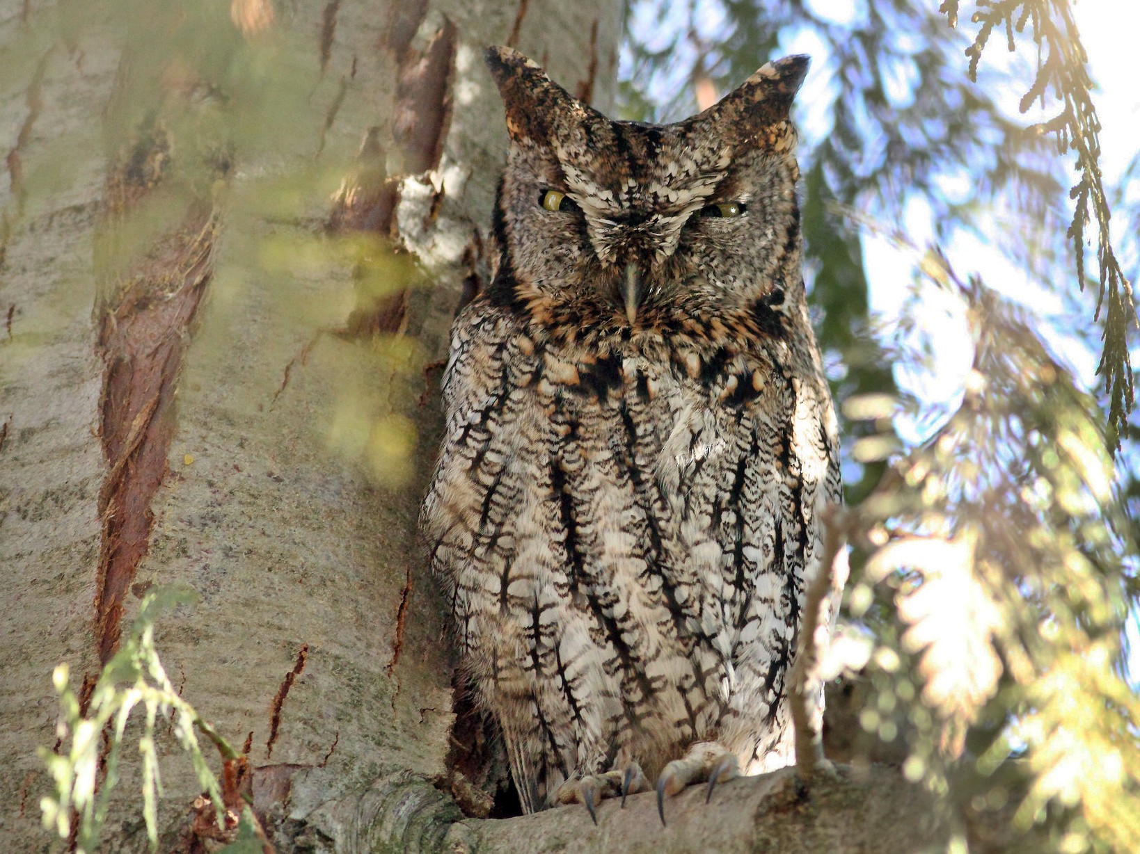 Western Screech-Owl - Logan Lalonde