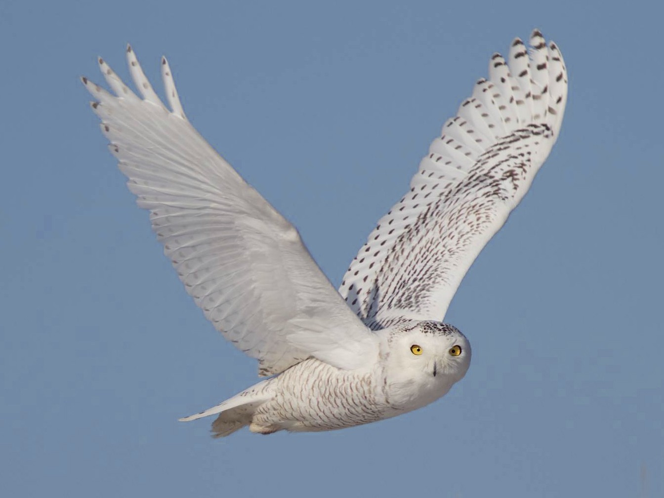 Snowy Owl - Doug Hitchcox