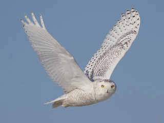 Adult female/immature - Doug Hitchcox - ML66046421