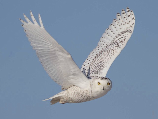 Adult female/immature - Snowy Owl - 