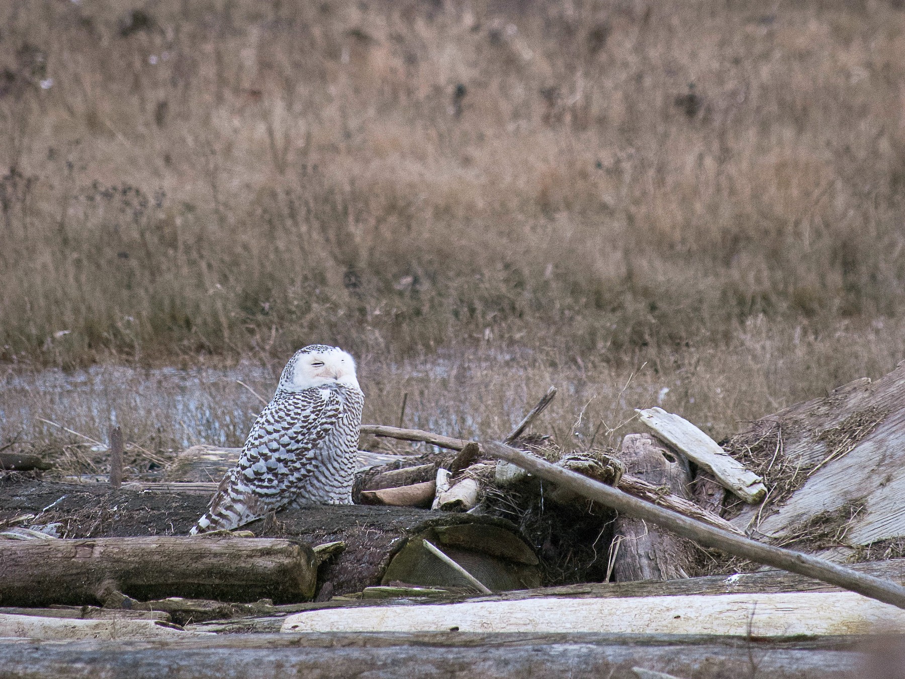 Snowy Owl eBird