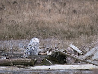 シロフクロウ - eBird