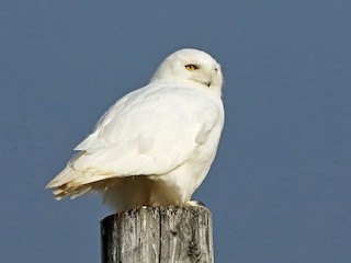 Adult male - Nigel Voaden - ML66046461