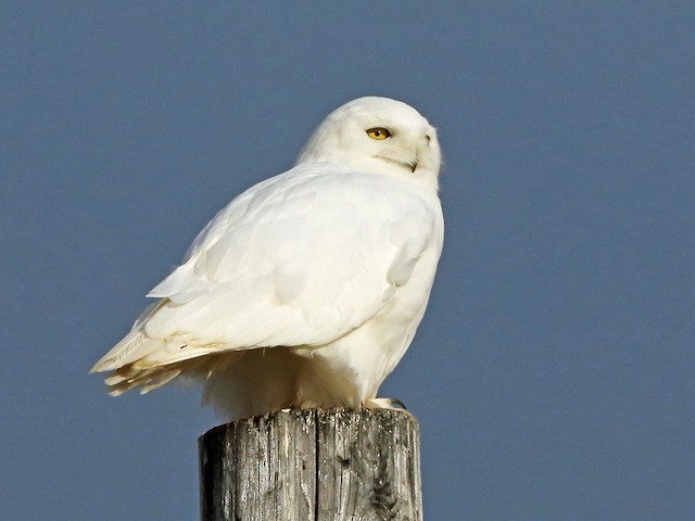 Adult male - Snowy Owl - 