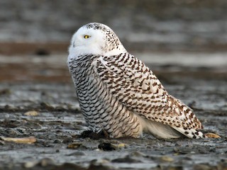 シロフクロウ - eBird
