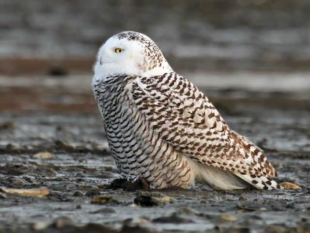 Immature female - Snowy Owl - 
