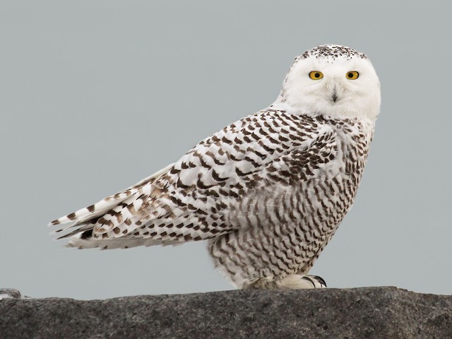 Immature female - Snowy Owl - 