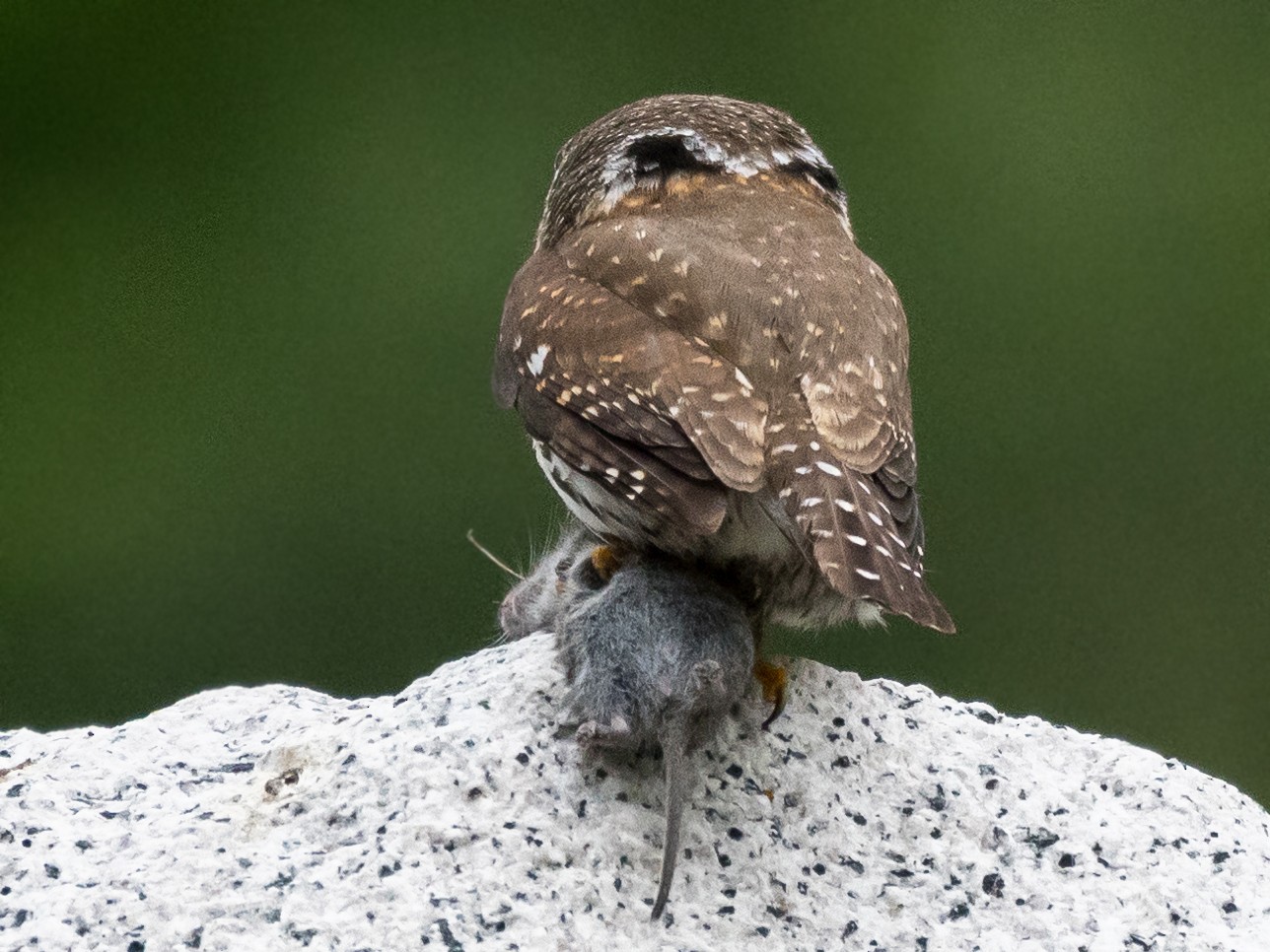 Northern Pygmy-Owl - Peter Olsoy