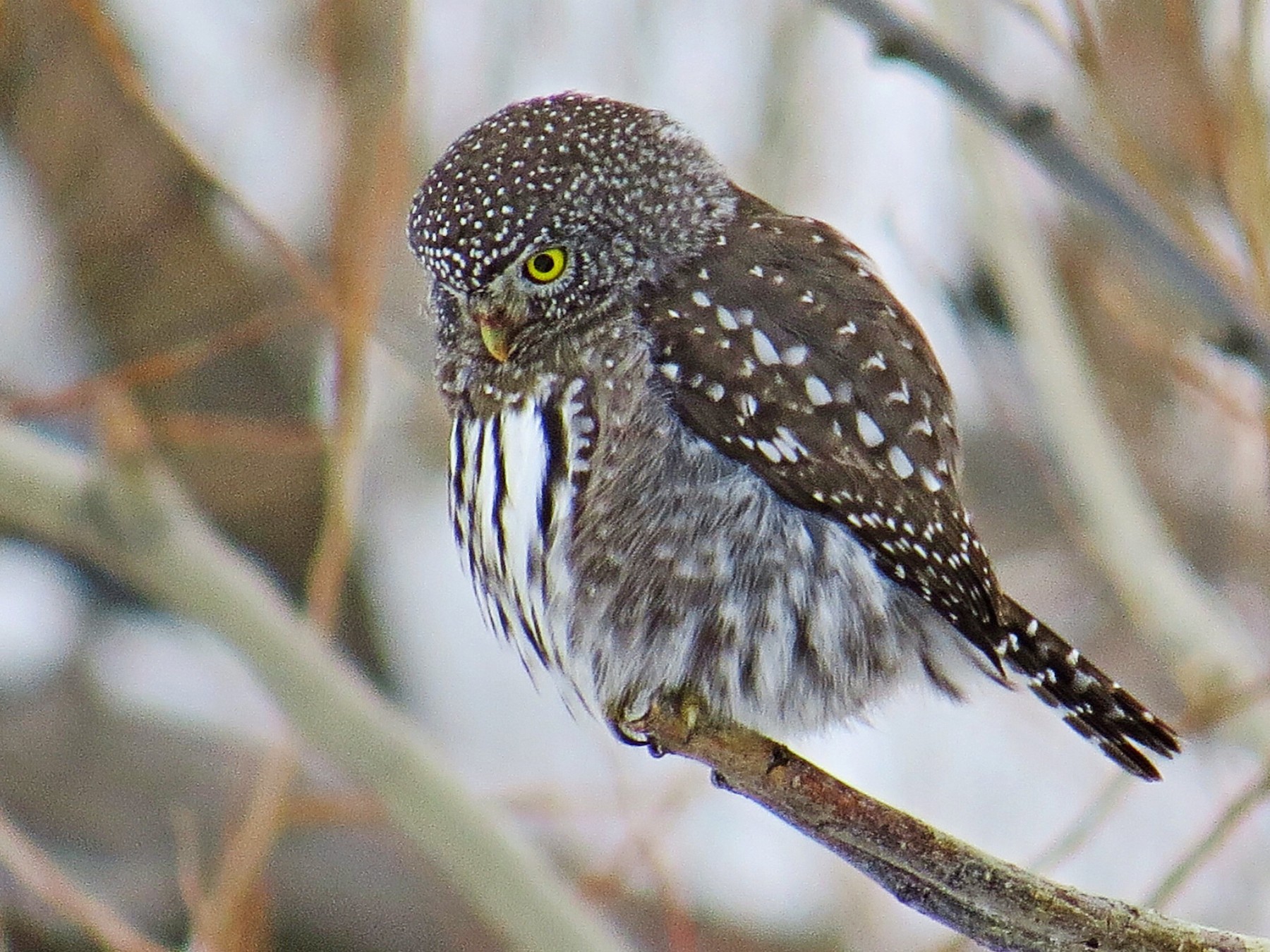 Northern Pygmy-Owl - Mike Hearell