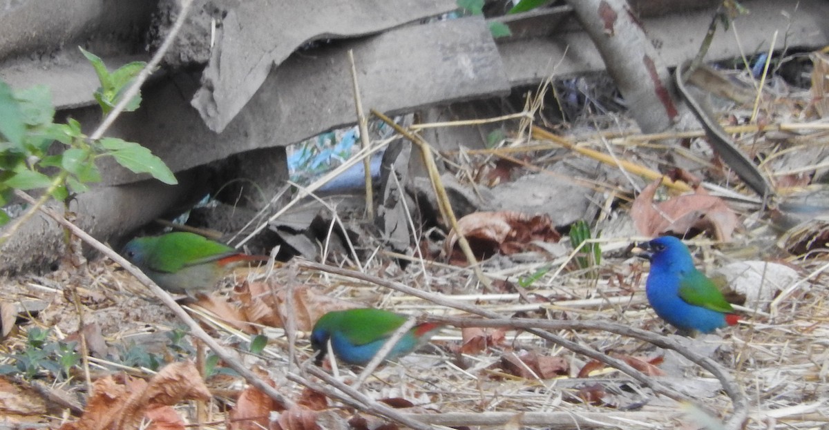 Tricolored Parrotfinch - ML66047191