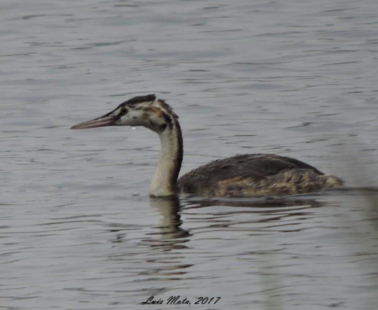 Great Crested Grebe - L M