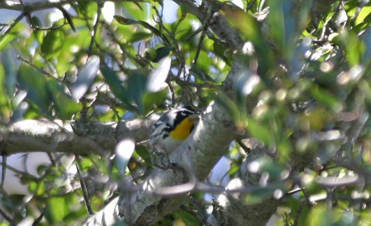 Yellow-throated Warbler - ML66048331
