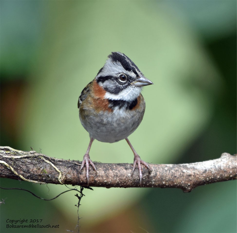 Rufous-collared Sparrow - Bob Zaremba