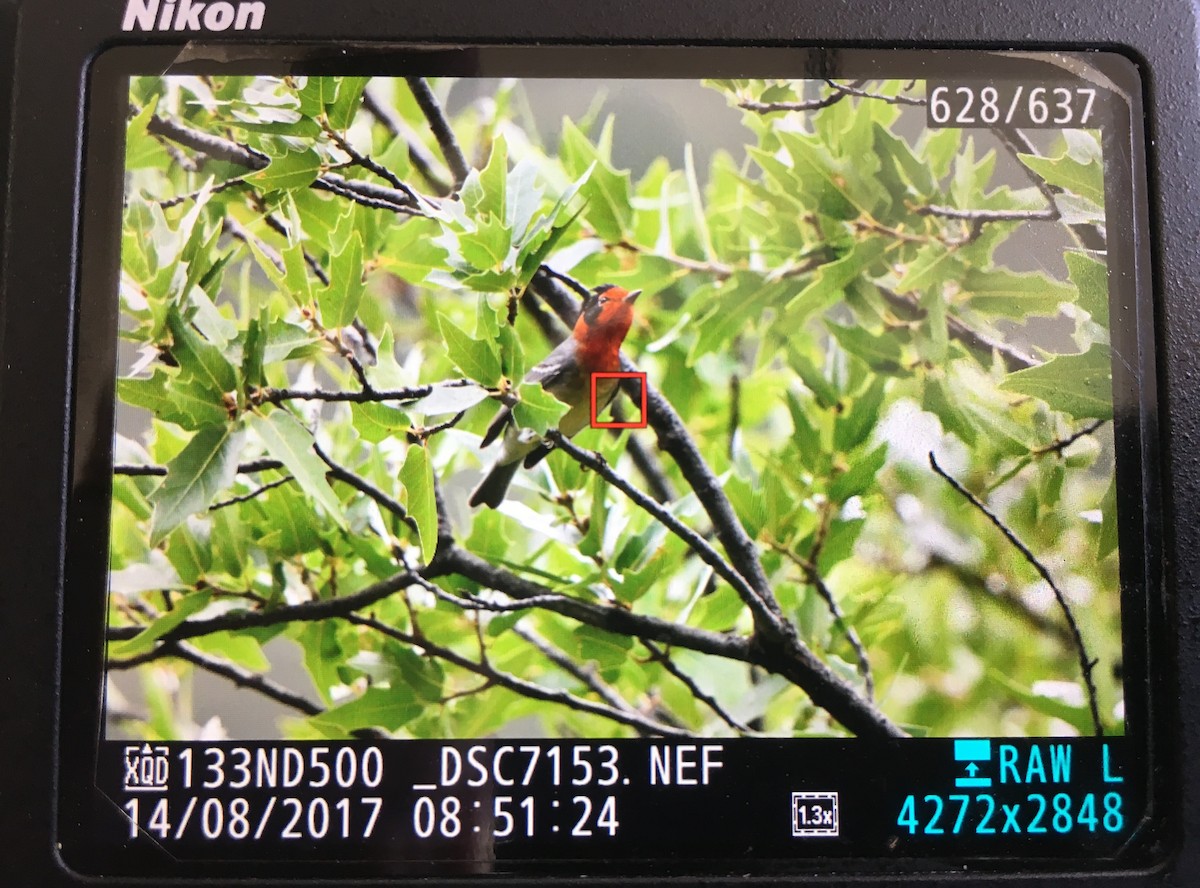 Red-faced Warbler - ML66051191