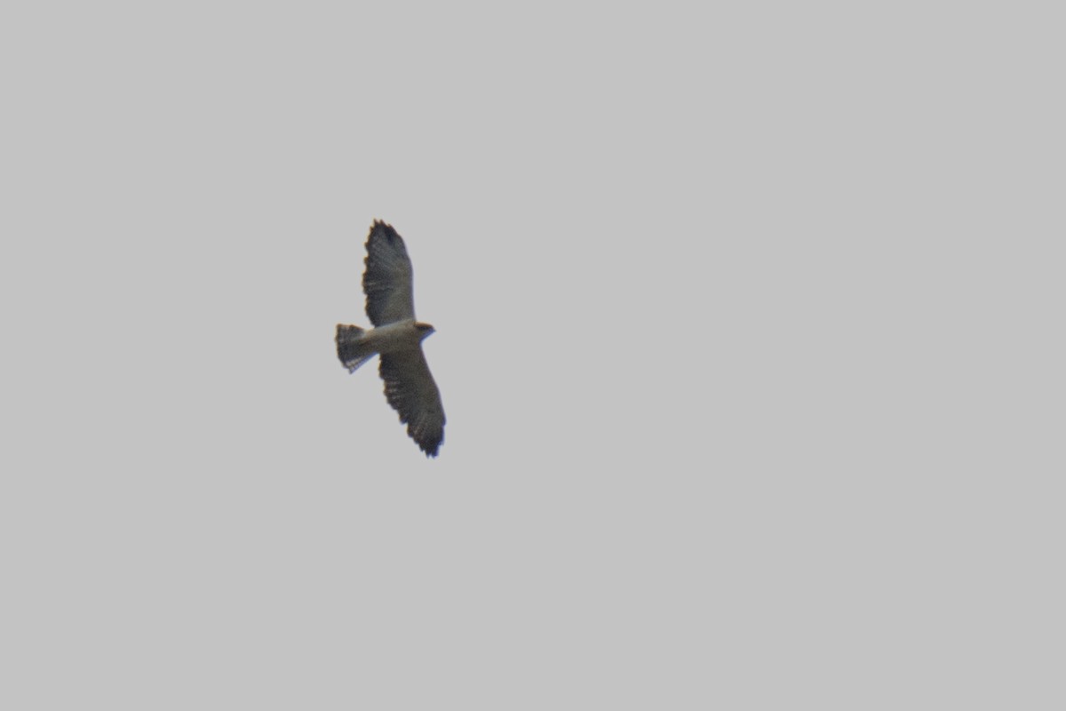 Short-tailed Hawk - Donna Schulman