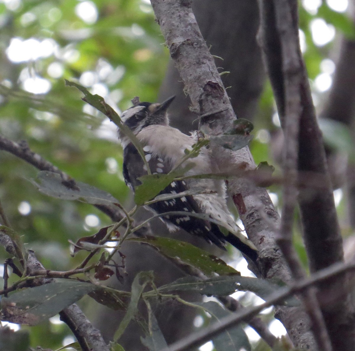 Downy Woodpecker (Pacific) - Don Glasco