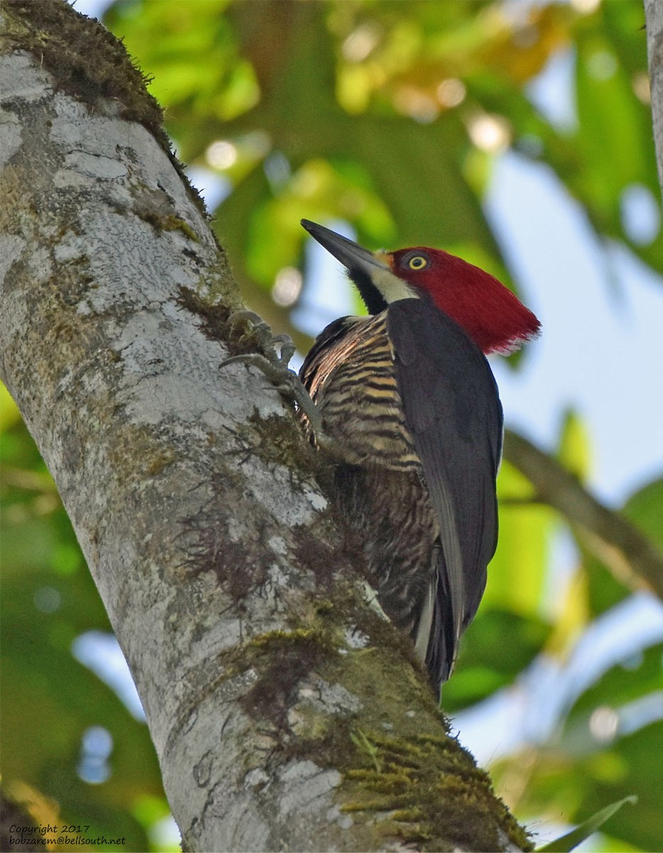 Guayaquil Woodpecker - ML66057651