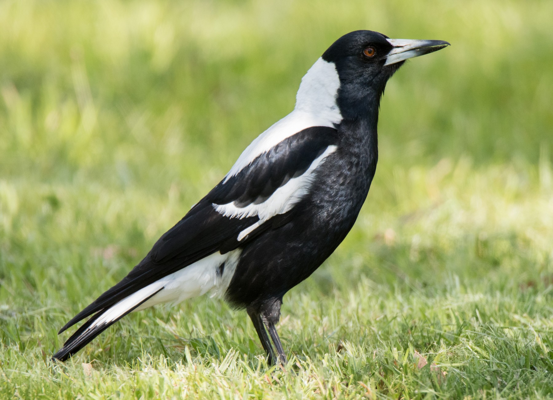 Corbeau pie - eBird