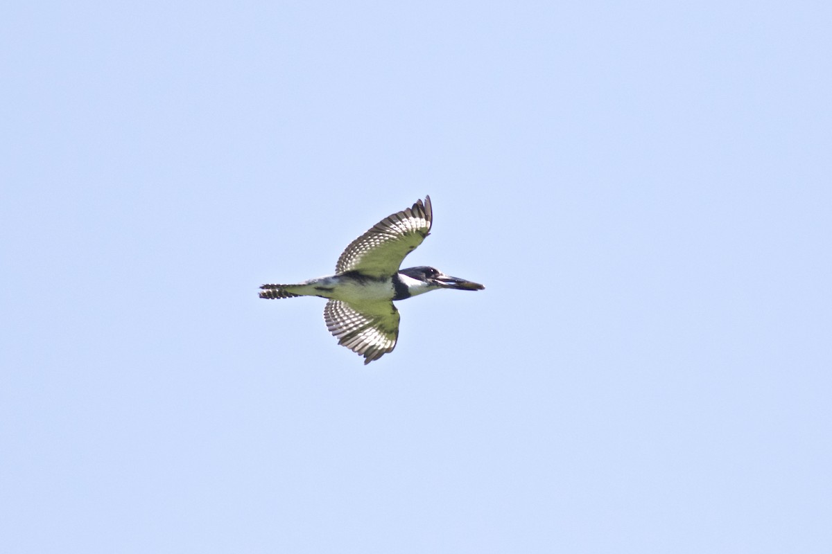 Belted Kingfisher - ML66060061