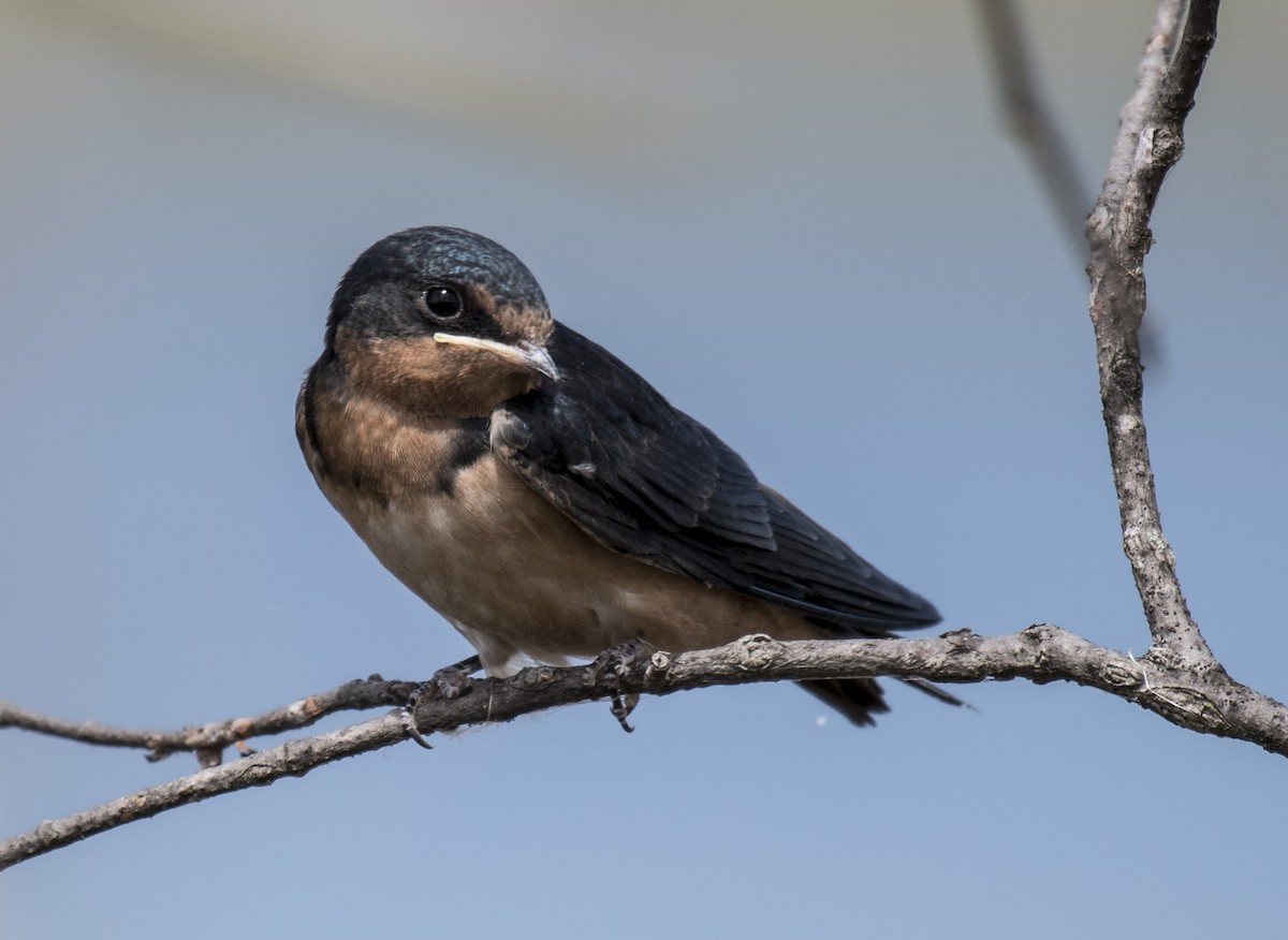 Barn Swallow - John Longhenry