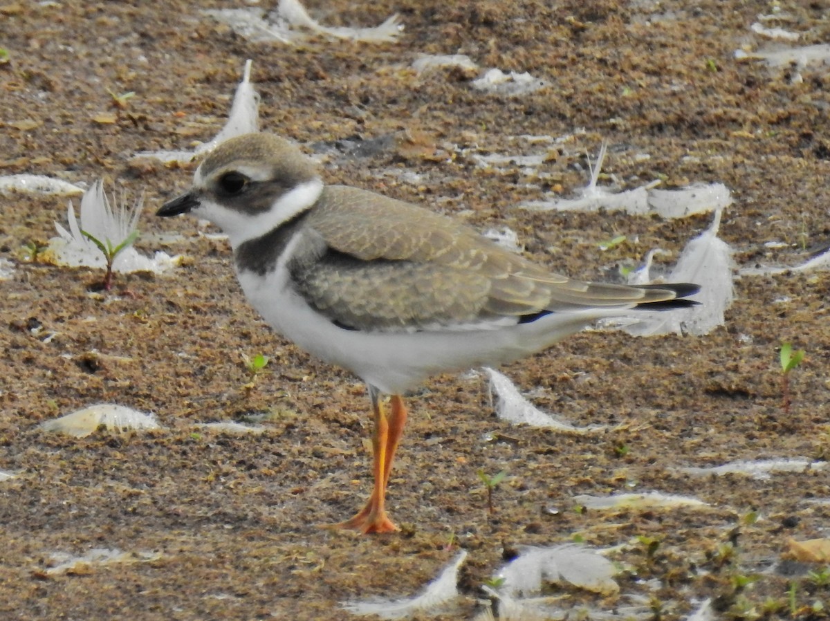 Semipalmated Plover - alan murray