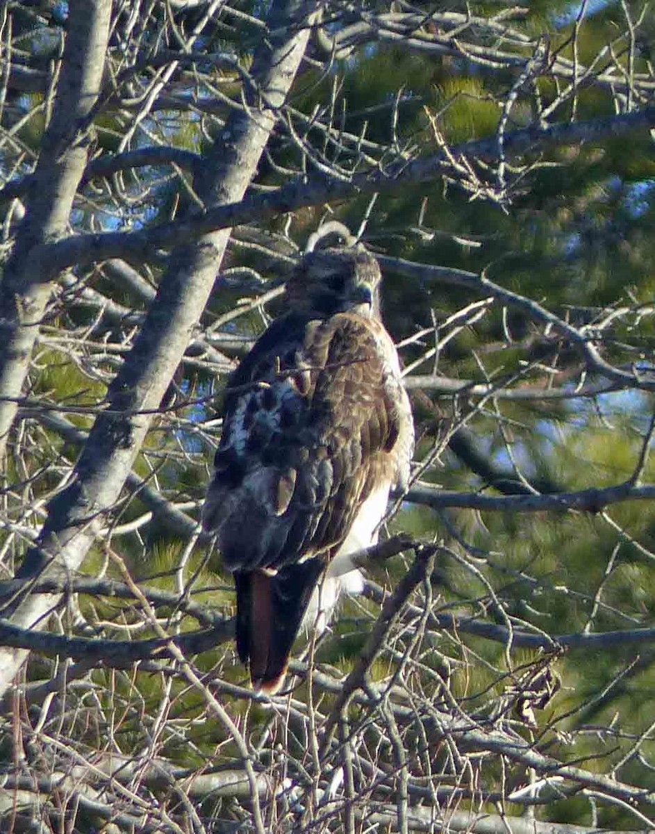 Red-tailed Hawk - ML66064741
