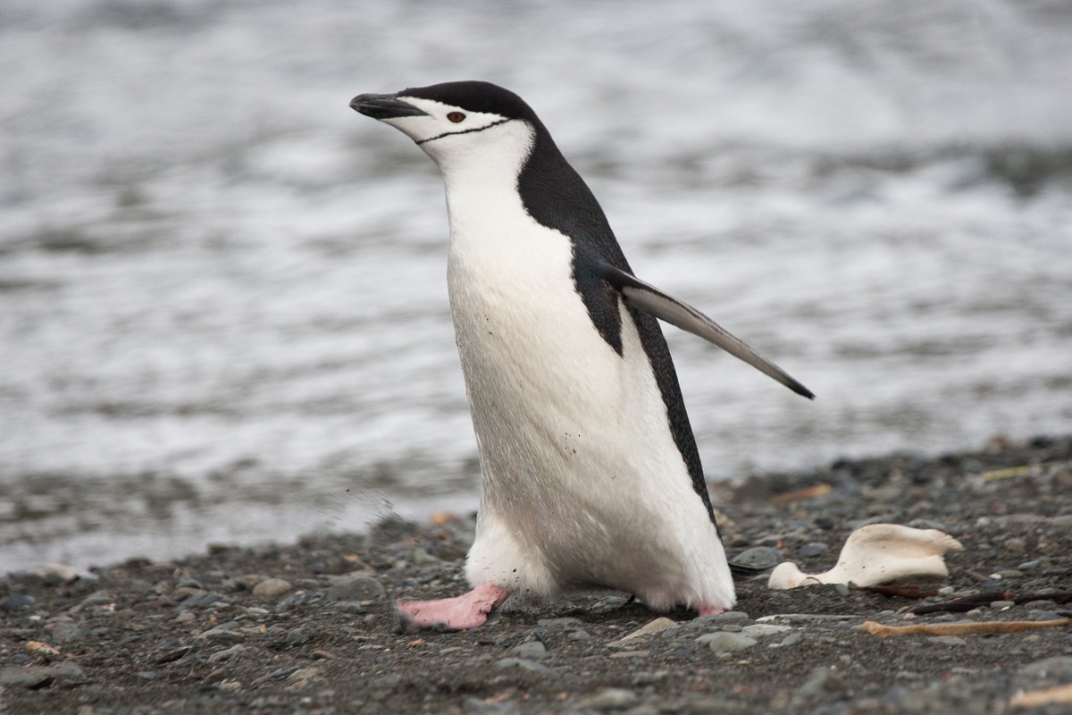 Chinstrap Penguin - Robert Lewis