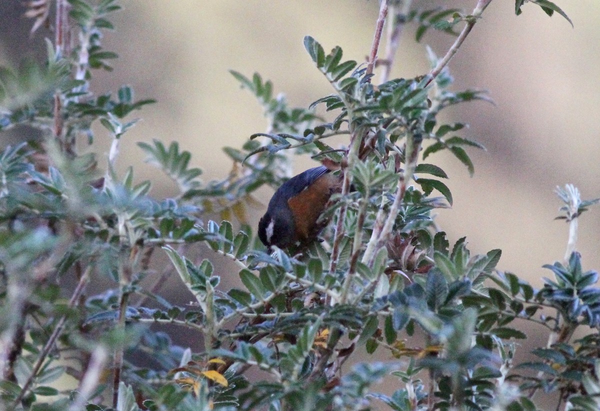 White-browed Conebill - Anthony Collerton