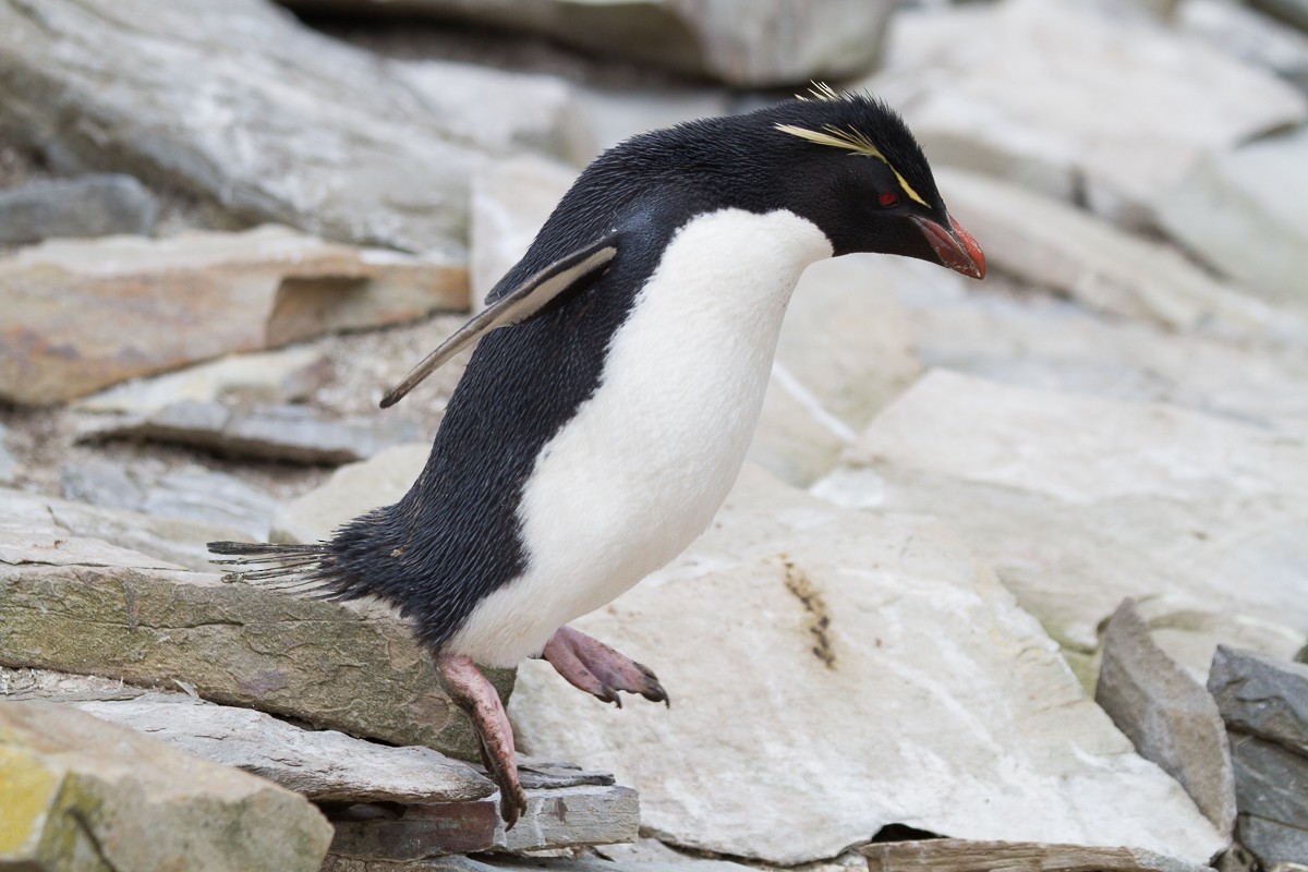 Southern Rockhopper Penguin - Robert Lewis