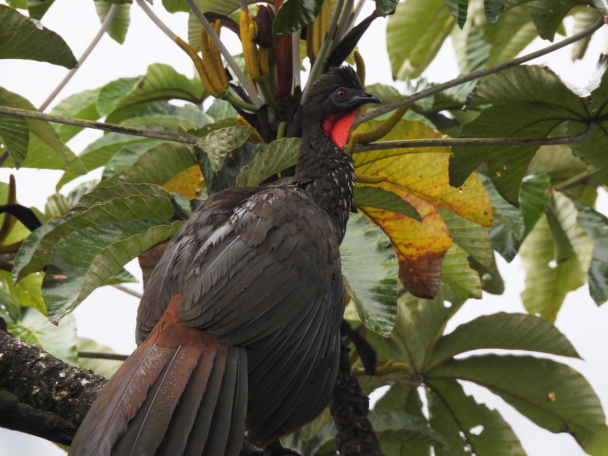 Crested Guan - John and Milena Beer