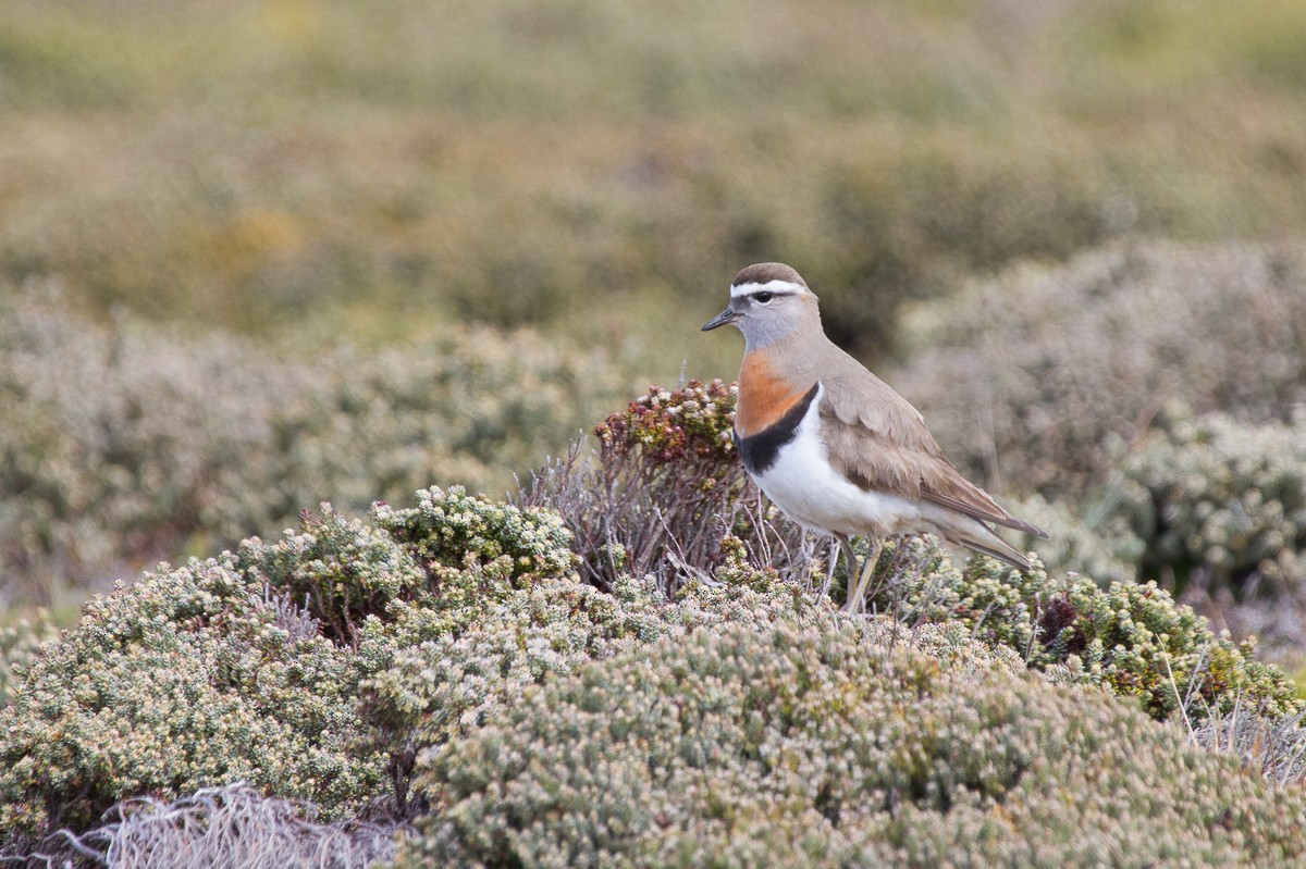 Rufous-chested Dotterel - ML66072301