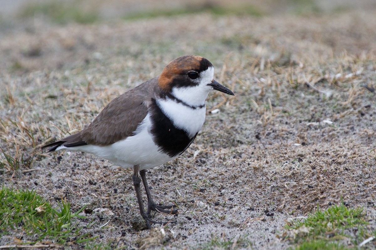 Two-banded Plover - ML66072311