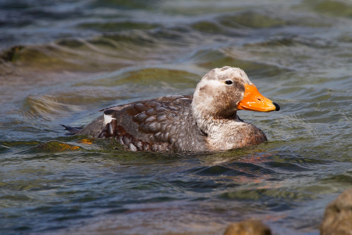 Falkland Steamer-Duck - Robert Lewis