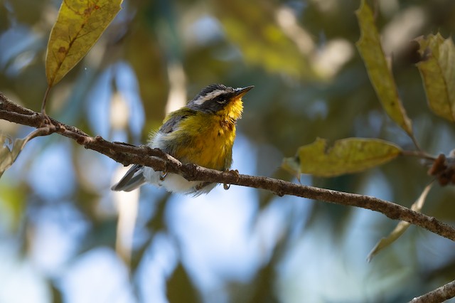 Crescent-chested Warbler